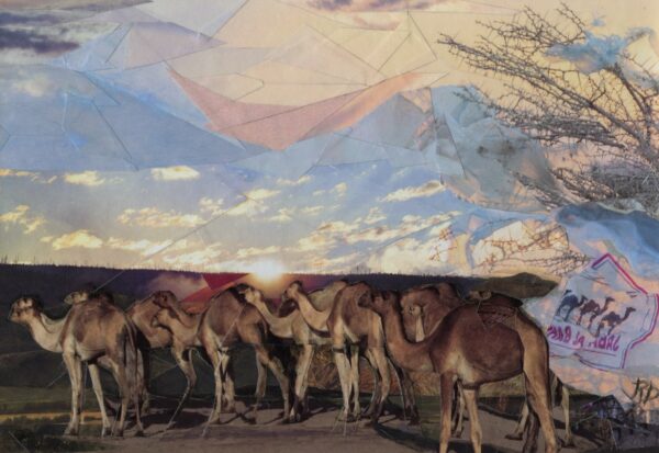 Camels